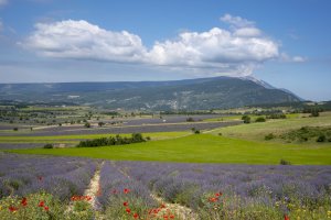 Provence Lavender Fields & Vineyards