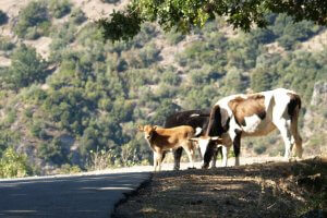 Corsica Bike Hire