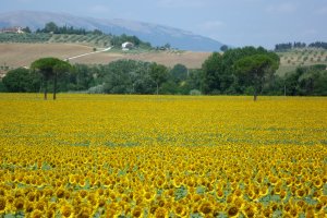 Self guided bike Trip Umbria