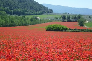 Tuscany Umbria road cycling tour