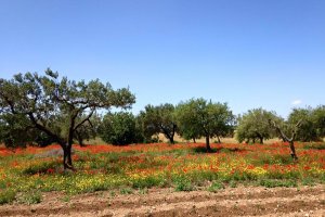 Self guided cycling Trip Puglia